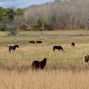 Meet your Posher, Brandi